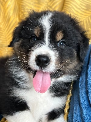 Les chiots de Berger Australien