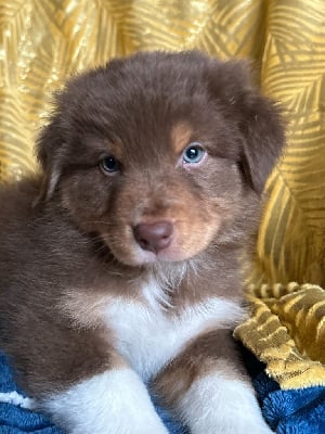 Les chiots de Berger Australien