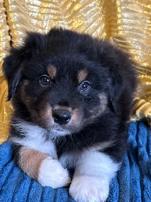 Les chiots de Berger Australien