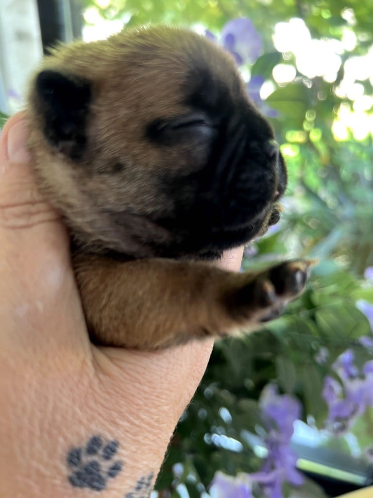 CHIOT 1 - Bouledogue français