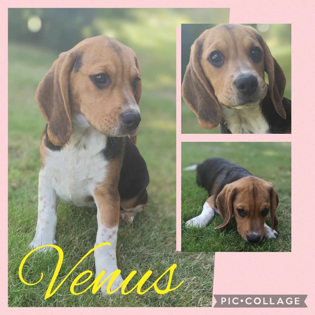 Vénus - Beagle