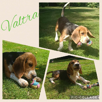 Valtra - Beagle