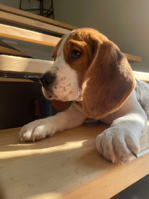 Les chiots de Beagle