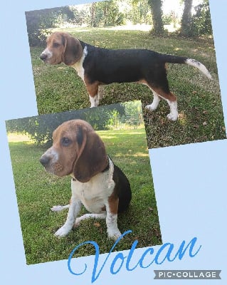 Volcan - Beagle