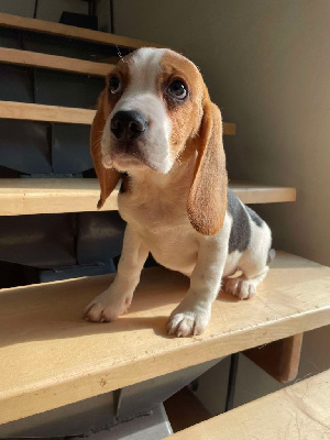 Les chiots de Beagle