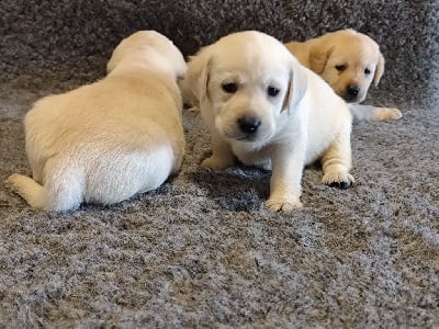 Les chiots de Labrador Retriever