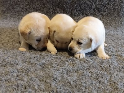 Les chiots de Labrador Retriever