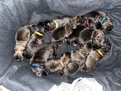 Les chiots de Leonberger