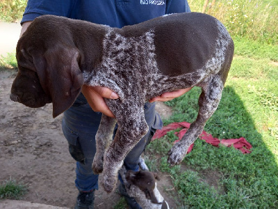 Les chiots de Braque allemand à poil court