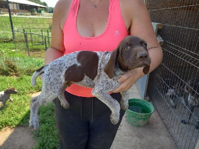 Les chiots de Braque allemand à poil court