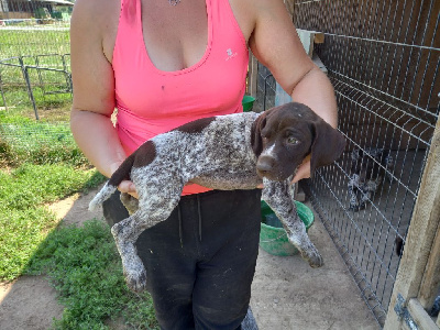 Les chiots de Braque allemand à poil court