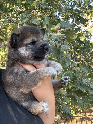 Les chiots de Shiba