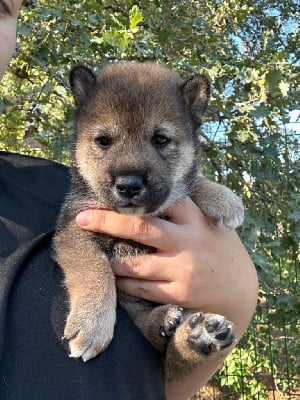 Les chiots de Shiba