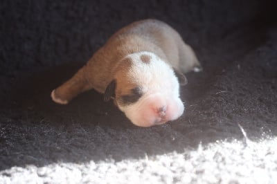 CHIOT 7 - Bulldog continental