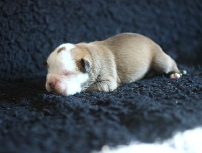 CHIOT 2 - Bulldog continental