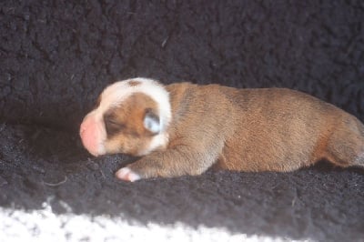 CHIOT 8 - Bulldog continental