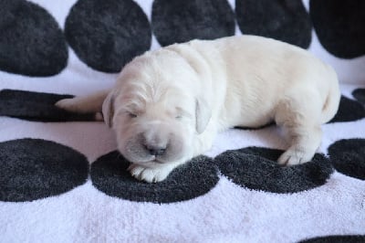 Les chiots de Golden Retriever