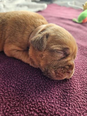 Les chiots de Dogue de Bordeaux