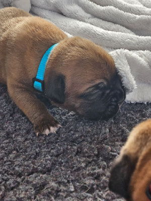 Les chiots de Dogue de Bordeaux