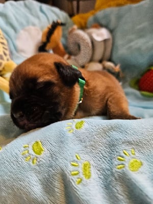 Les chiots de Dogue de Bordeaux