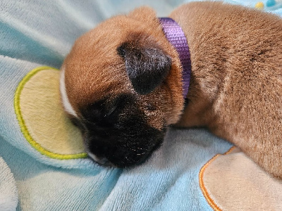 Colliet violet - Dogue de Bordeaux