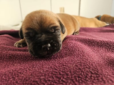 Les chiots de Dogue de Bordeaux