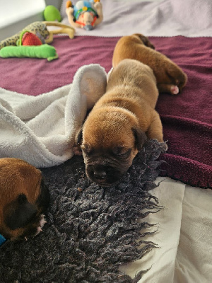 Les chiots de Dogue de Bordeaux