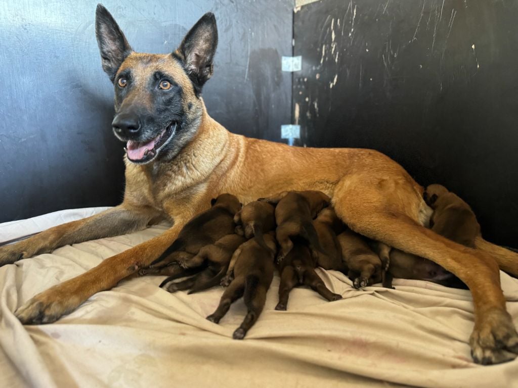 CHIOT - Berger Belge