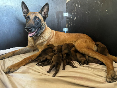 Les chiots de Berger Belge