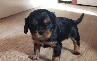 Les chiots de Cavalier King Charles Spaniel