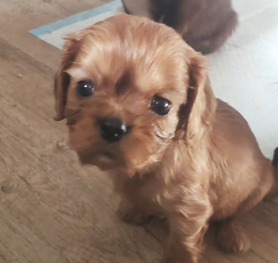 Les chiots de Cavalier King Charles Spaniel