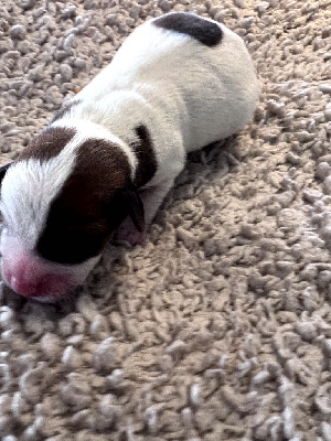 Les chiots de Jack Russell Terrier