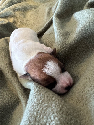 Les chiots de Jack Russell Terrier