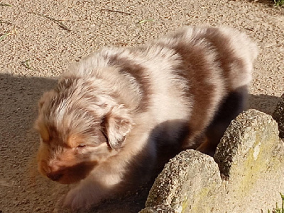 Les chiots de Berger Australien