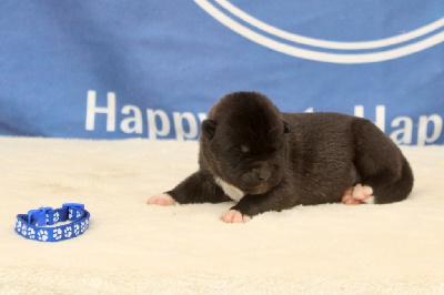 Les chiots de Akita americain