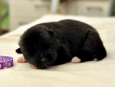 Les chiots de Akita americain