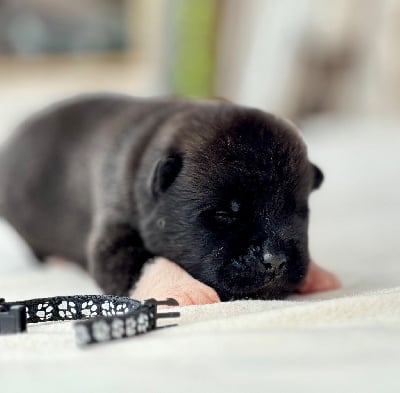 Les chiots de Akita americain