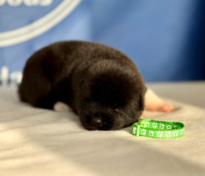 Les chiots de Akita americain