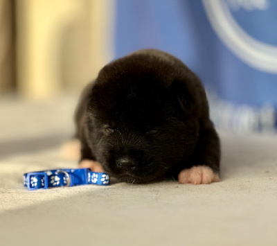 Les chiots de Akita americain