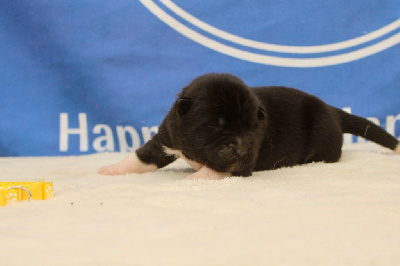 Les chiots de Akita americain