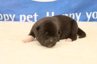 Les chiots de Akita americain