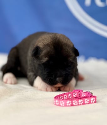 Les chiots de Akita americain