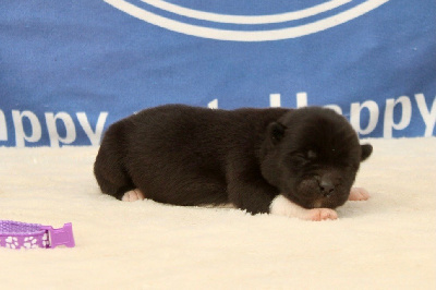 Les chiots de Akita americain