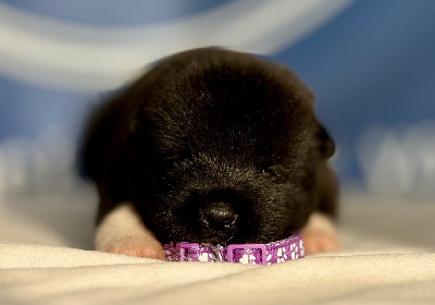 Les chiots de Akita americain