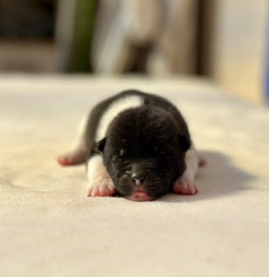 Les chiots de Akita americain