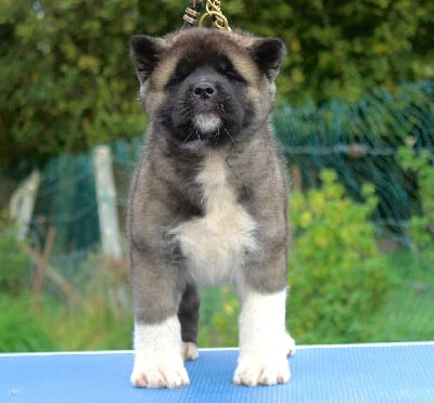 Les chiots de Akita americain