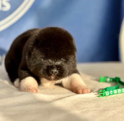 Les chiots de Akita americain