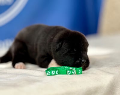 Les chiots de Akita americain