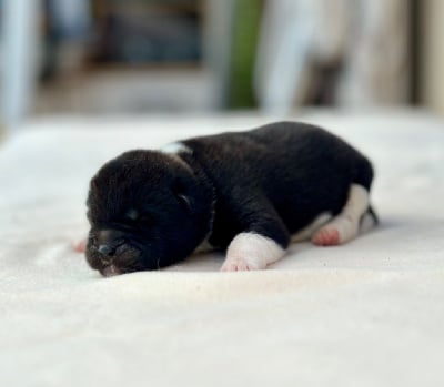 Les chiots de Akita americain