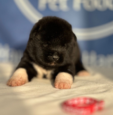 Les chiots de Akita americain